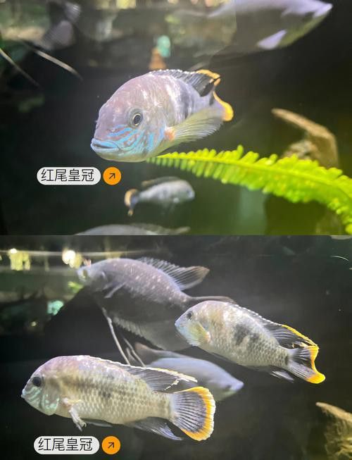 紅尾黃冠可以和龍魚混養嗎圖片