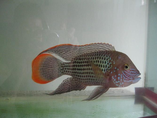 紅尾黃冠可以和龍魚混養嗎圖片