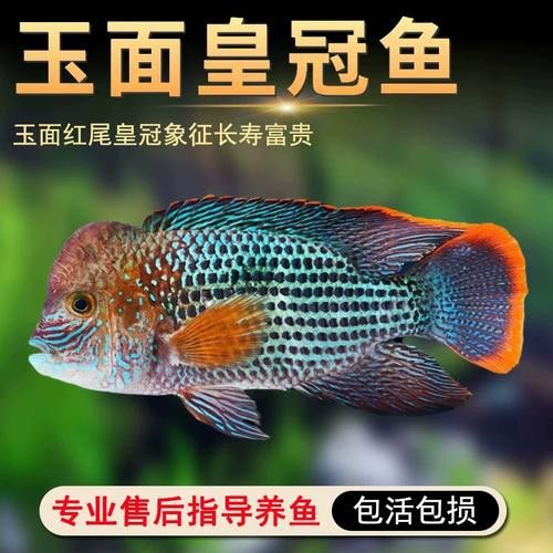 紅尾黃冠可以和龍魚混養嗎圖片