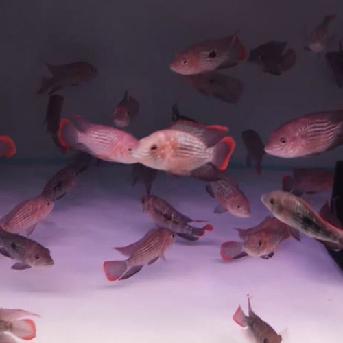 紅尾黃冠可以和龍魚混養嗎圖片