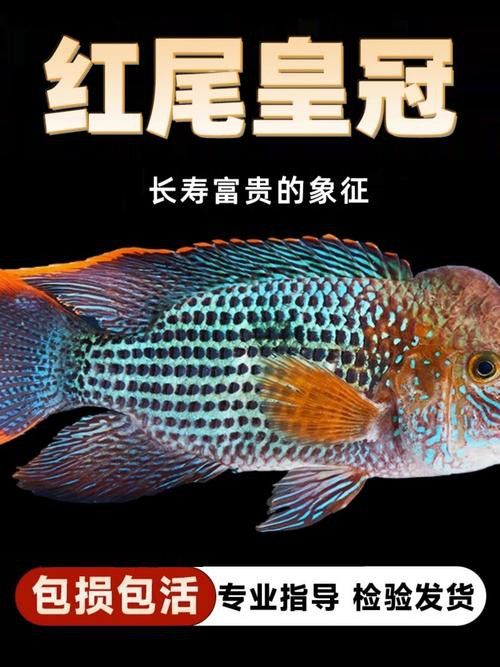 紅尾黃冠可以和龍魚混養嗎圖片