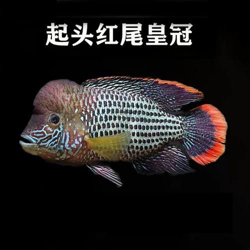 紅尾黃冠可以和龍魚混養嗎圖片