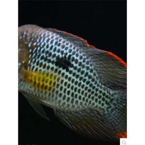 紅尾黃冠可以和龍魚混養嗎圖片