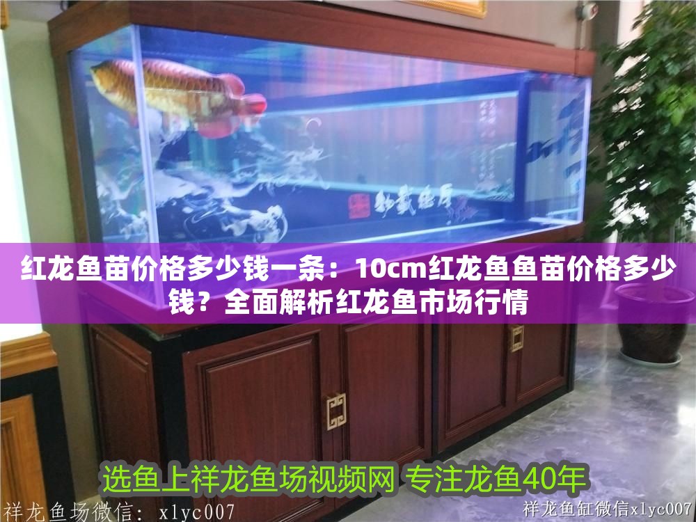 紅龍魚苗價格多少錢一條：10cm紅龍魚魚苗價格多少錢？全面解析紅龍魚市場行情