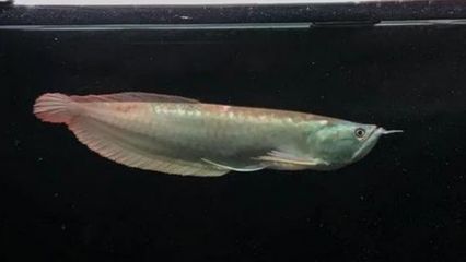 銀龍魚苗蛋白質需求量：銀龍魚苗在成長過程中需要充足的蛋白質、脂肪、維生素和礦物質