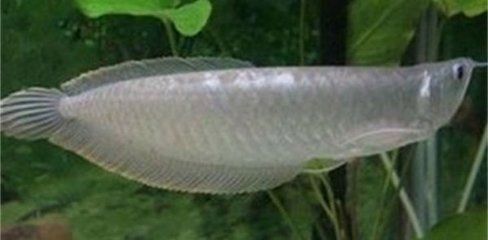 銀龍魚苗蛋白質需求量：銀龍魚苗在成長過程中需要充足的蛋白質、脂肪、維生素和礦物質