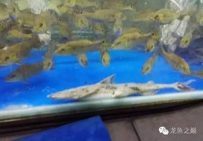 廣州大型龍魚漁場在哪里（廣州大型龍魚漁場）