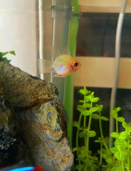 銀龍魚魚鱗上有白點怎么回事兒圖片