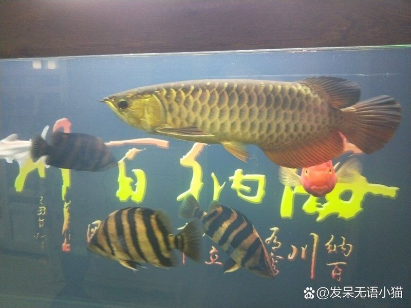 金龍魚和虎魚打架怎么辦