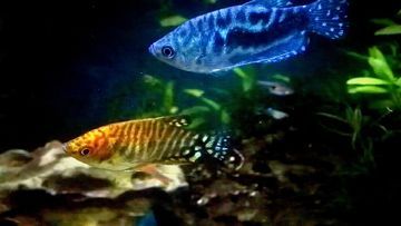黃藍(lán)龍魚在家養(yǎng)是可行的，但需要滿足一定的經(jīng)驗(yàn)和知識(shí)：藍(lán)龍魚家養(yǎng)好不好