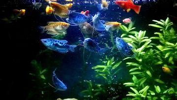 黃藍(lán)龍魚在家養(yǎng)是可行的，但需要滿足一定的經(jīng)驗(yàn)和知識(shí)：藍(lán)龍魚家養(yǎng)好不好