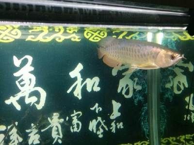 深圳龍魚哪里有賣（深圳龍魚購買地點）