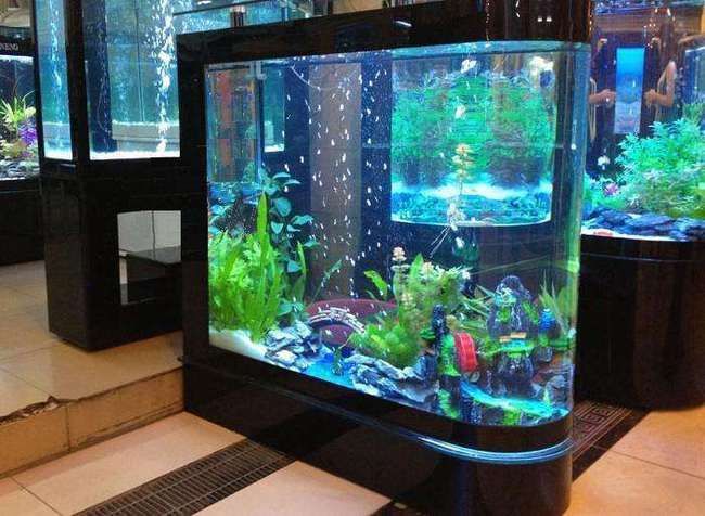 家里擺放金龍魚好嗎（家里養金龍魚好嗎招財金龍魚的擺放禁忌有哪些）