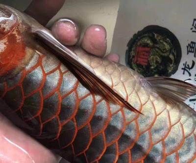賣龍魚違法嗎知乎：賣龍魚是否違法？