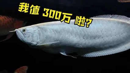 賣龍魚違法嗎知乎：賣龍魚是否違法？