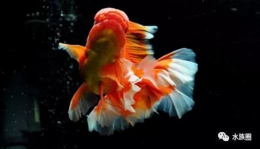 金龍魚咋看公母啊（如何鑒別金龍魚公母）