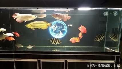 地圖和龍魚混養怎么喂食：地圖魚和龍魚混養喂食的詳細建議