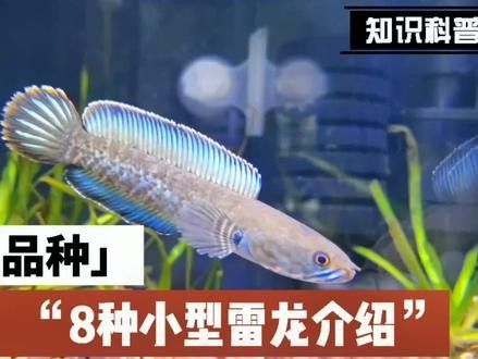 雷龍魚貴不貴