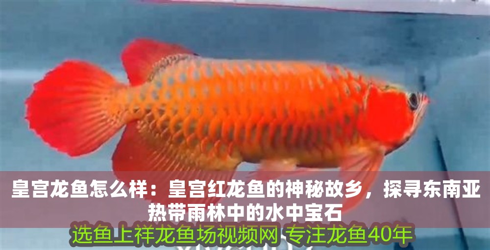 皇宮龍魚怎么樣：皇宮紅龍魚的神秘故鄉，探尋東南亞熱帶雨林中的水中寶石