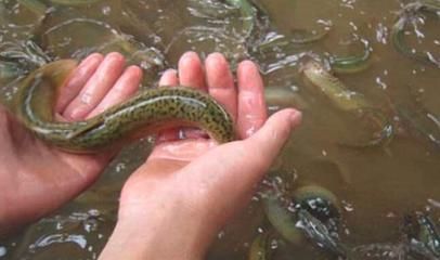 喂龍魚吃泥鰍需要注意什么事項喂龍魚吃泥鰍需要注意什么事項：喂龍魚吃泥鰍的注意事項