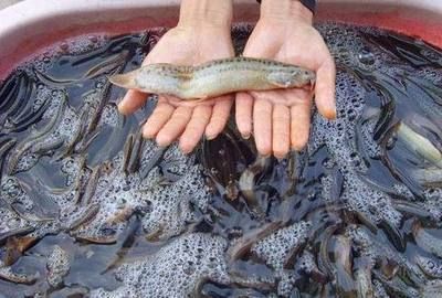 喂龍魚吃泥鰍需要注意什么事項喂龍魚吃泥鰍需要注意什么事項：喂龍魚吃泥鰍的注意事項