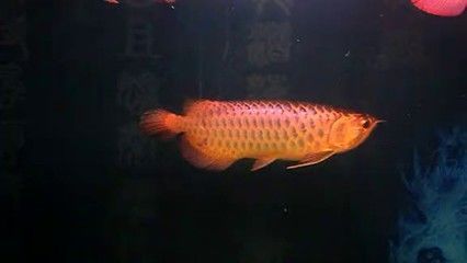 龍魚自然配對和人工配對的注意事項：龍魚的配對可以通過自然配對和人工配對兩種方式進行