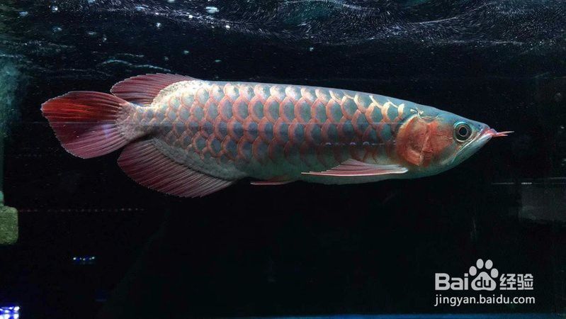 寶石龍魚百科百度