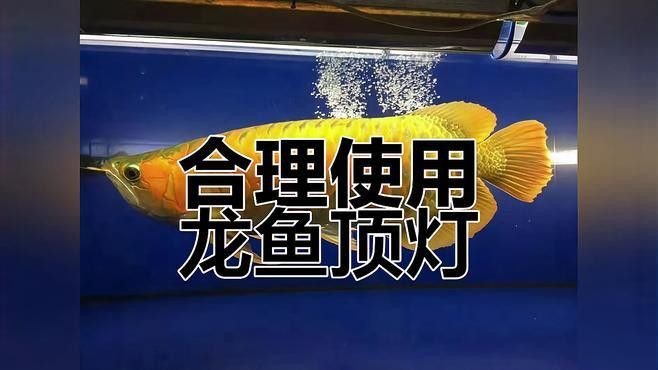 紅龍養(yǎng)殖中，側(cè)燈和頂燈哪個(gè)更重要？