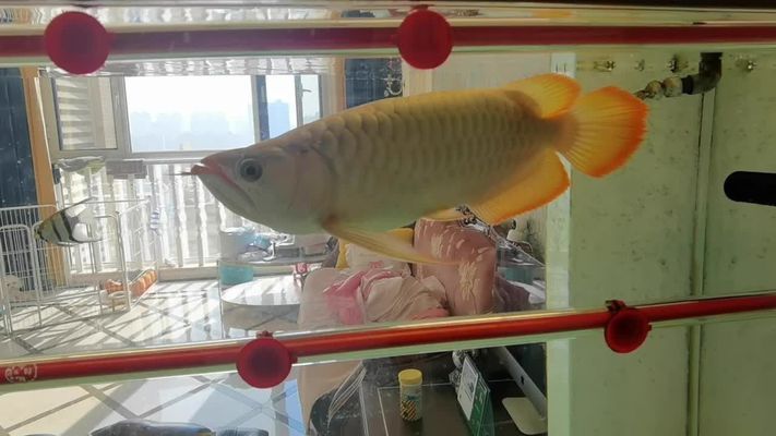 白底透缸能養(yǎng)紅龍魚(yú)嗎：白底透缸可以養(yǎng)紅龍魚(yú)嗎