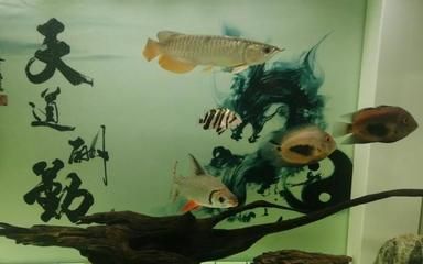 金龍魚不發色原因有哪些：金龍魚發色小解