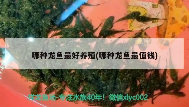 哪種龍魚最好養殖(哪種龍魚最值錢)