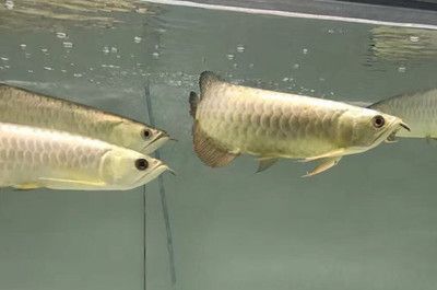 龍魚細菌感染用什么抗生素好呢：治療龍魚細菌感染的抗生素