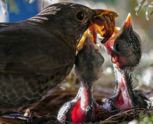 紅魔王銀版魚混養注意事項：紅魔王銀版魚與其他魚類混養的注意事項