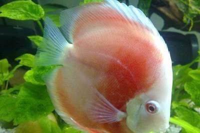 金龍魚頭小身寬好嗎怎么養：金龍魚頭小身寬好嗎