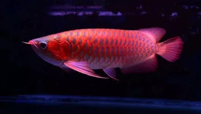 龍魚(yú)病了的說(shuō)說(shuō)：關(guān)于龍魚(yú)生病的說(shuō)說(shuō)