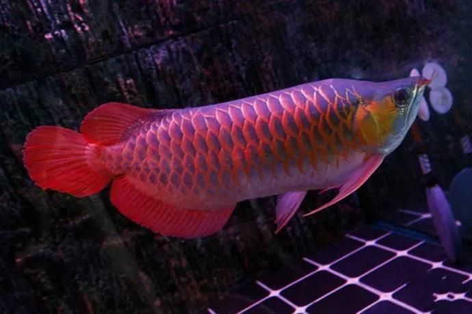 龍魚(yú)病了的說(shuō)說(shuō)：關(guān)于龍魚(yú)生病的說(shuō)說(shuō)