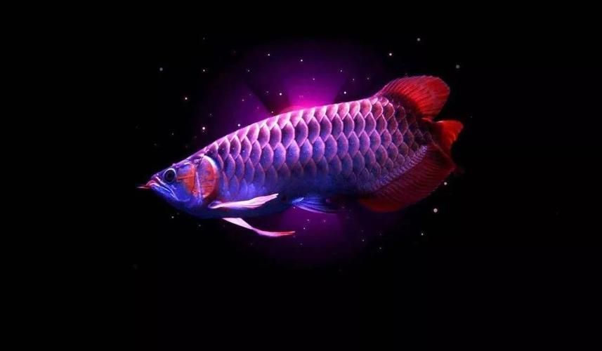 龍魚(yú)病了的說(shuō)說(shuō)：關(guān)于龍魚(yú)生病的說(shuō)說(shuō)