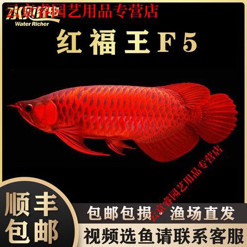 紅龍魚是哪里的品種圖片大全