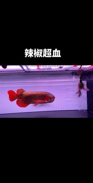 紅龍魚是哪里的品種圖片大全