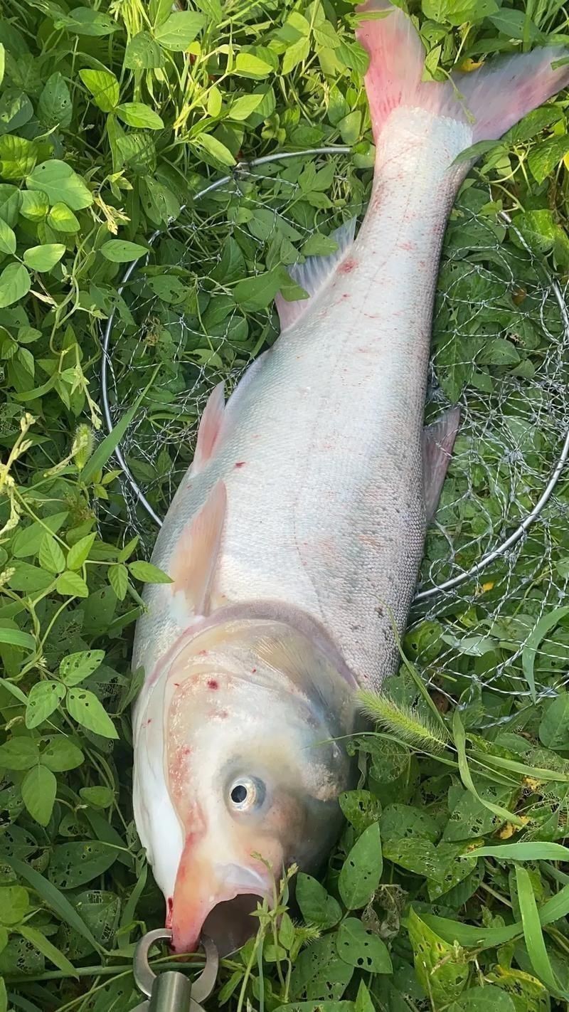 鰱魚真實圖片