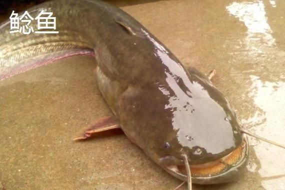 鰱魚真實圖片