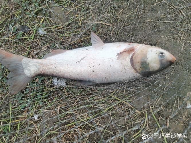 鰱魚真實圖片