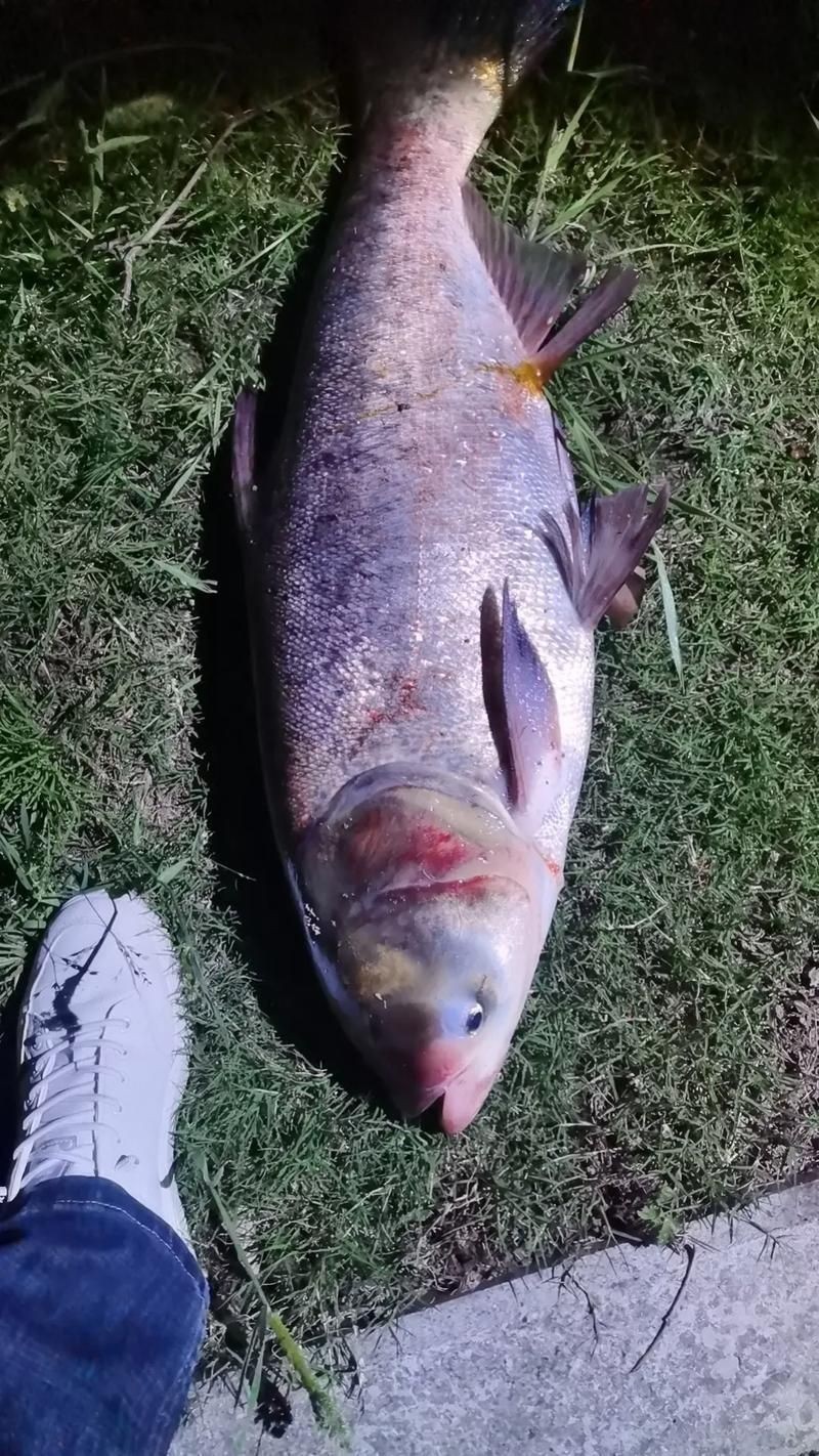 鰱魚真實圖片