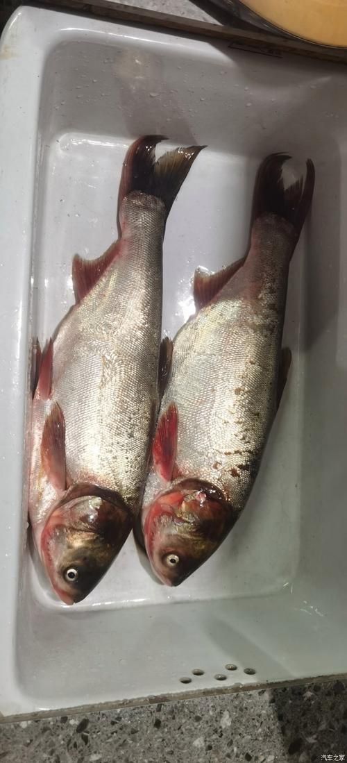 鰱魚真實圖片