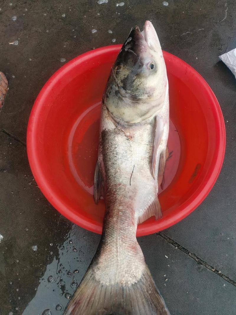 鰱魚真實圖片
