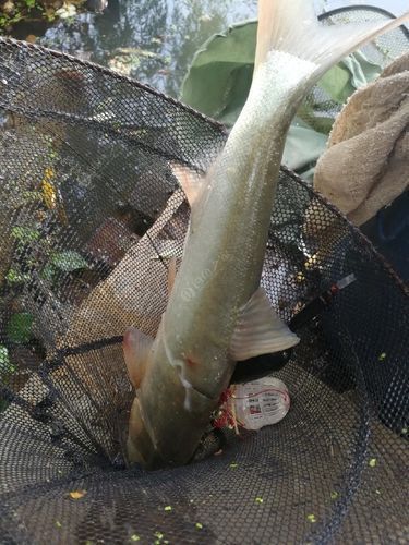 鰱魚真實圖片