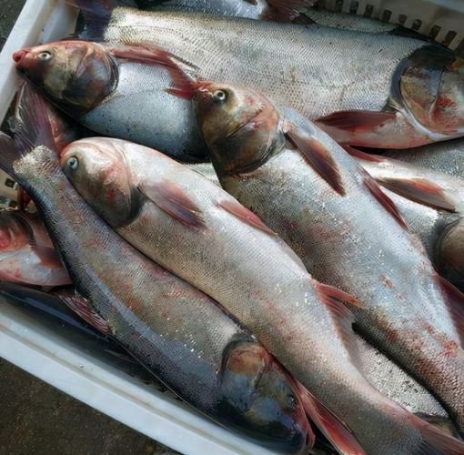 鰱魚真實圖片