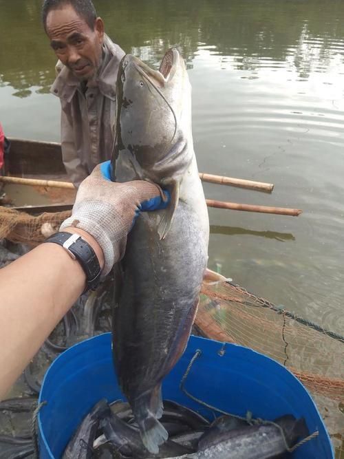 鰱魚真實圖片