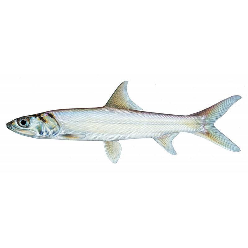 鰱魚真實圖片