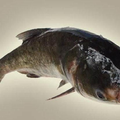 鰱魚真實圖片